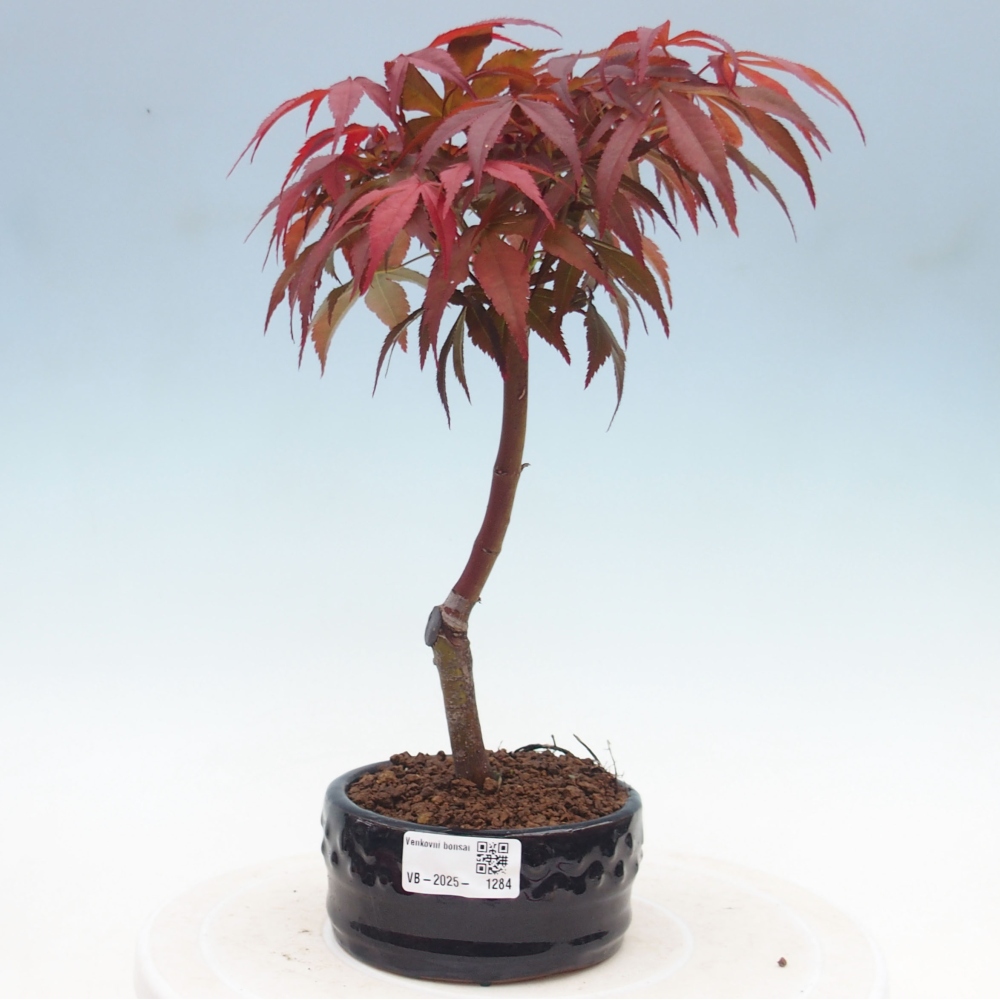 Vonkajší bonsai - Acer palm. Atropurpureum-Javor dlanitolistý