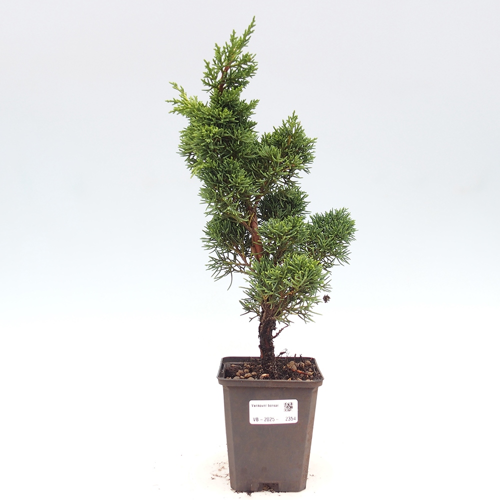 Vonkajšie bonsai - Juniperus chinensis Kishu -Jalovec čínsky