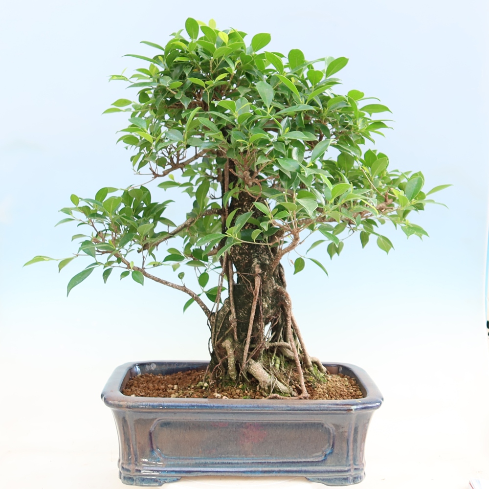 Izbové bonsaje - Ficus kimmen - drobnolistý fikus