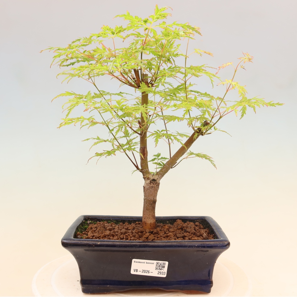 Vonkajší bonsai – Acer palmatum Dissectum – javor dlaňolistý 