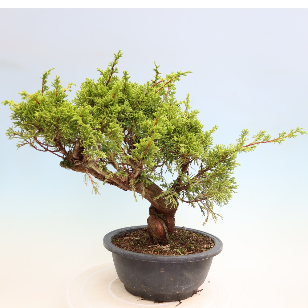 Vonkajší bonsai – Juniperus chinensis Itoigawa – čínsky jalovec