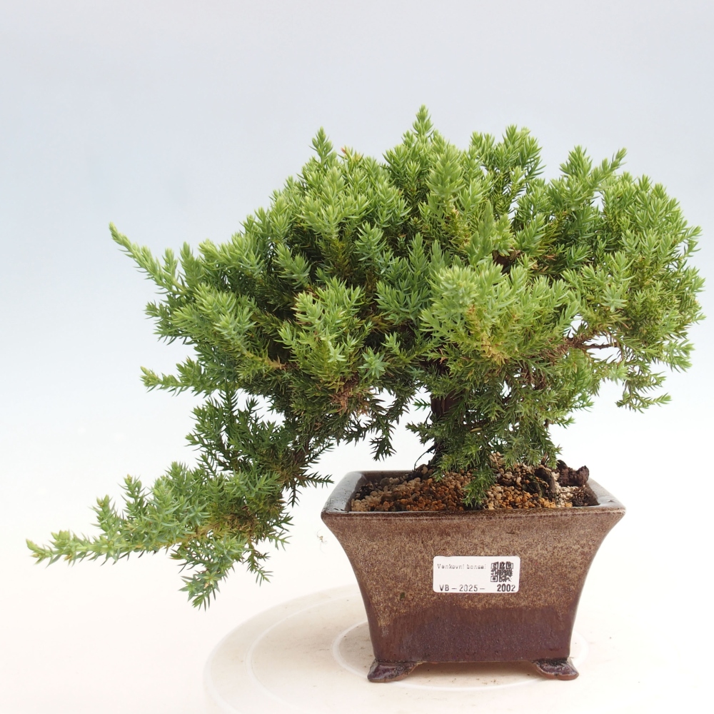 Vonkajší bonsai - Juniperus procumbens - Borievka polehavá