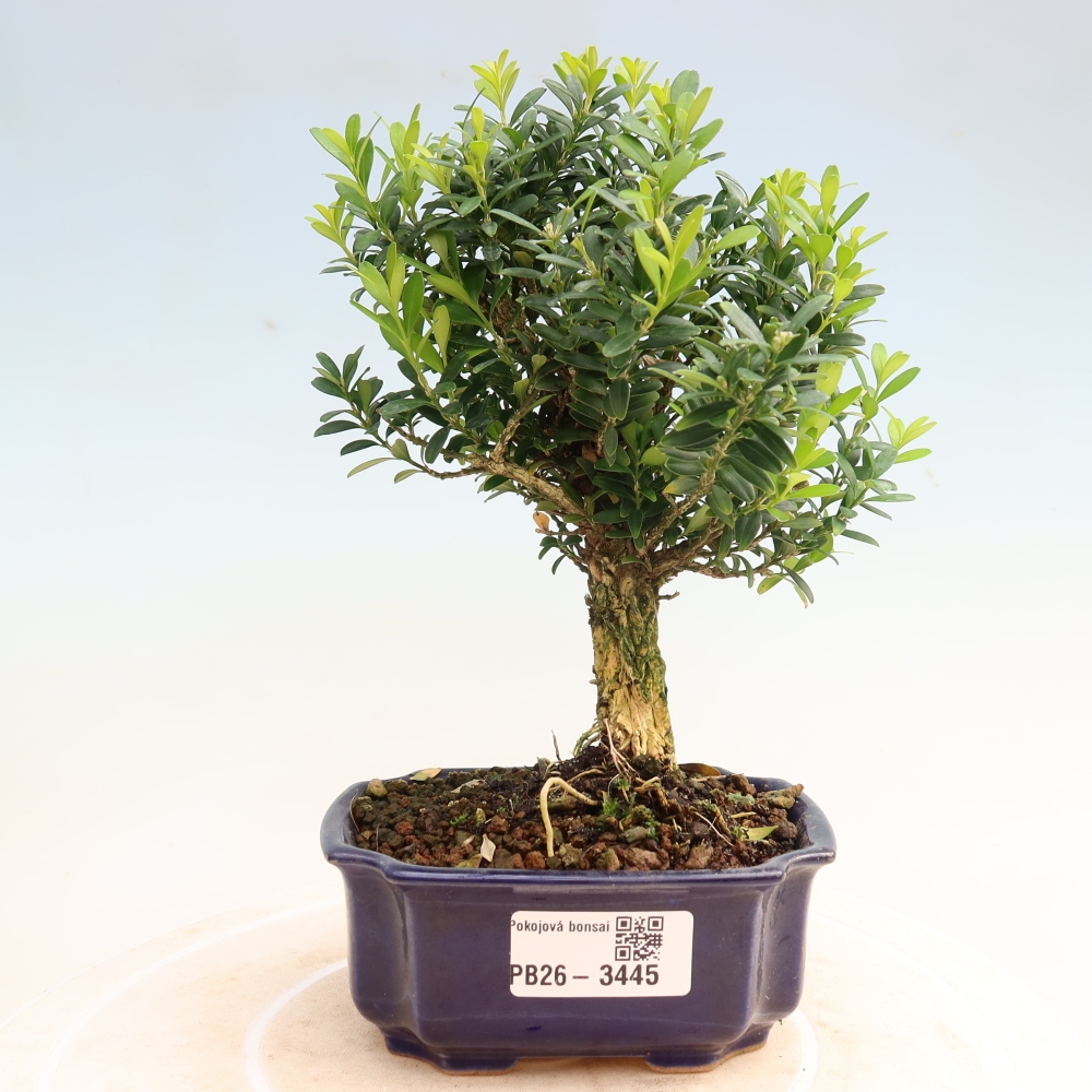Izbové bonsaje - Buxus harlandii - korkový buxus