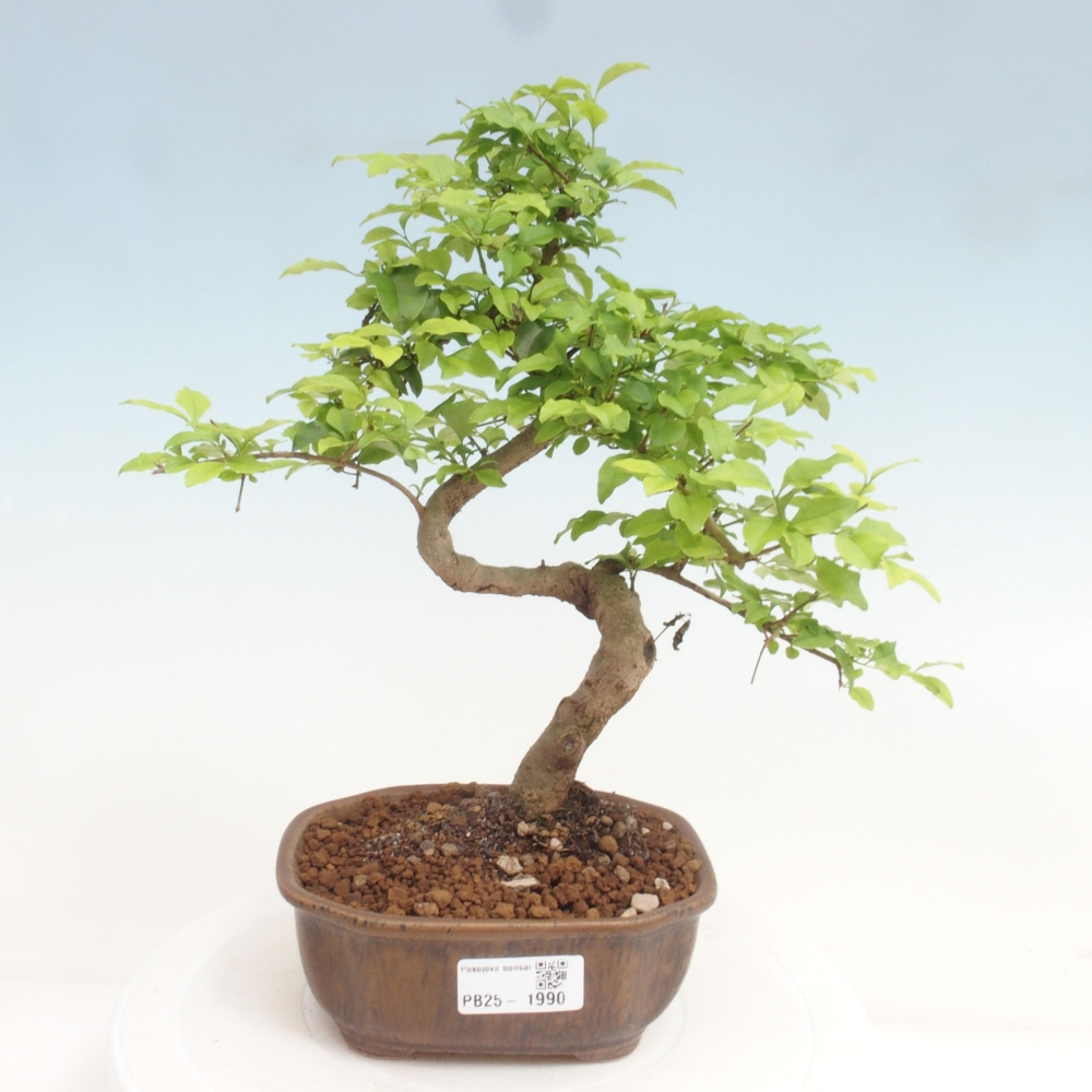 Izbová bonsai -Ligustrum chinensis - Vtáčí zob