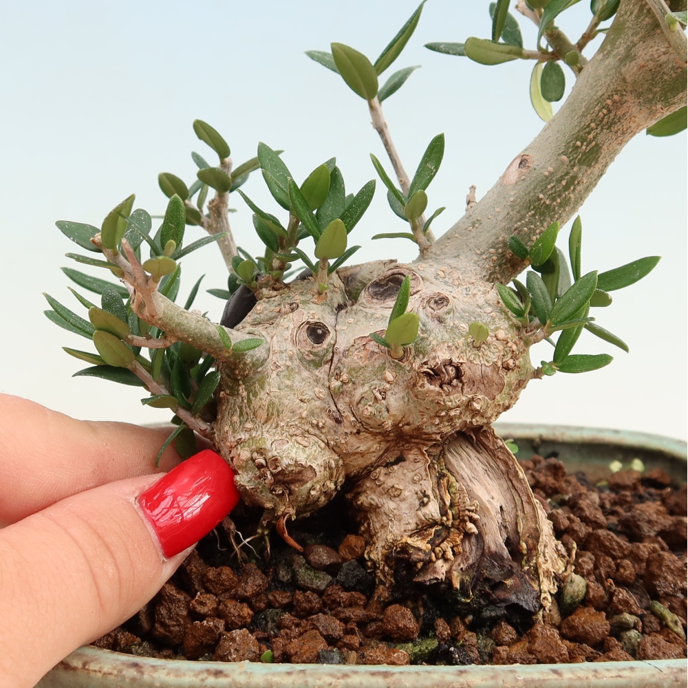 Izbový bonsaj - Olea europaea sylvestris