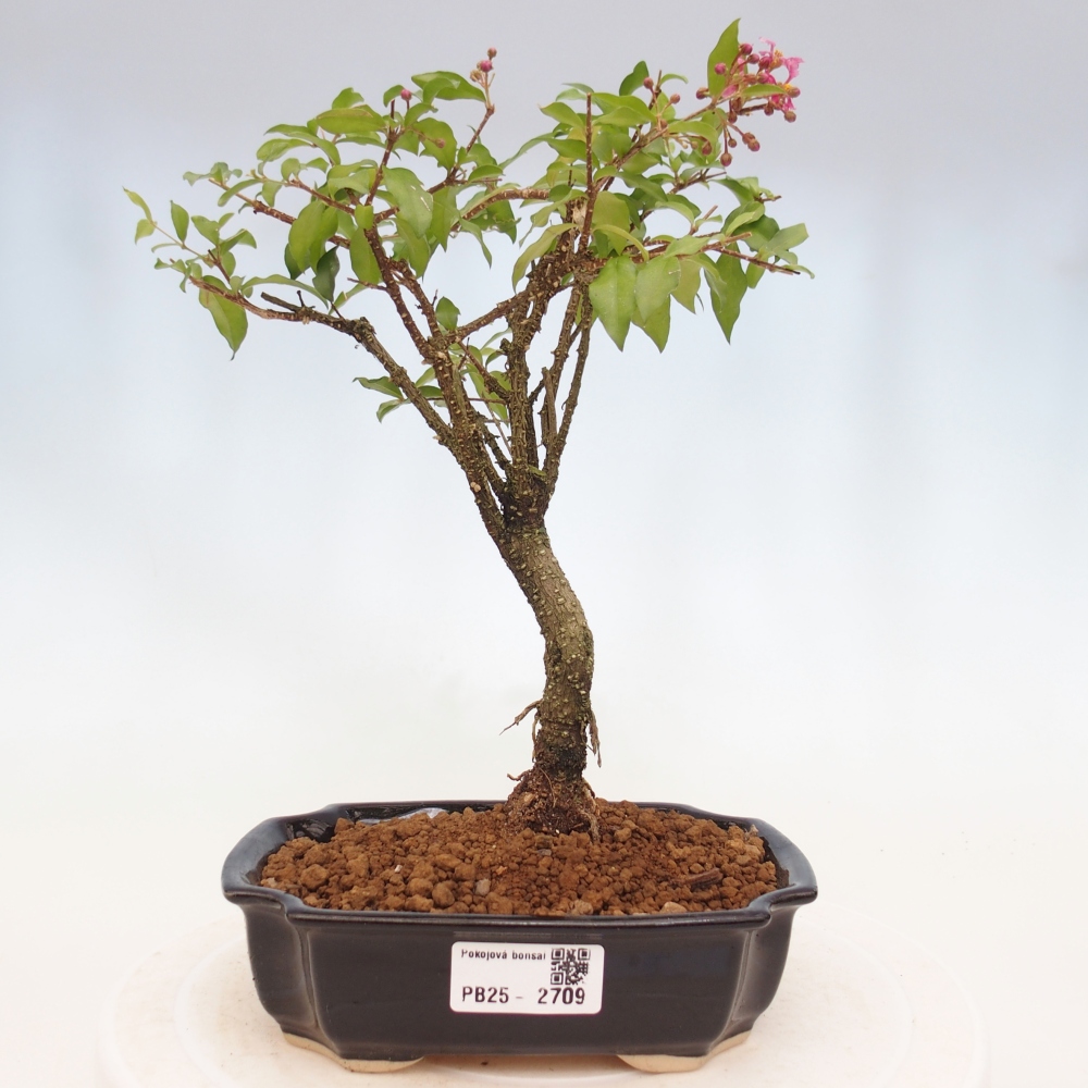 Izbová bonsai - Malpighia coccigera- Barbdorská čerešňa