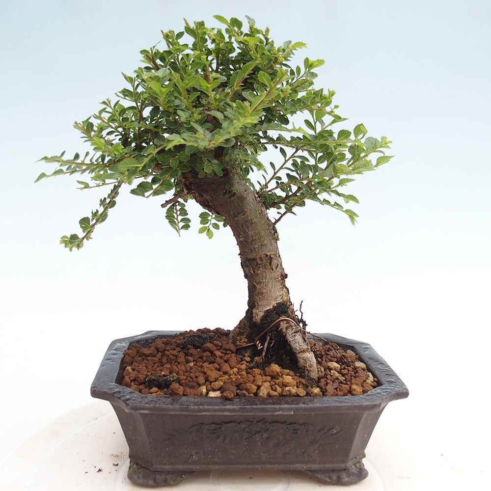 Vonkajší bonsai - Ulmus parvifolia Hokkaido - brest Čínsky