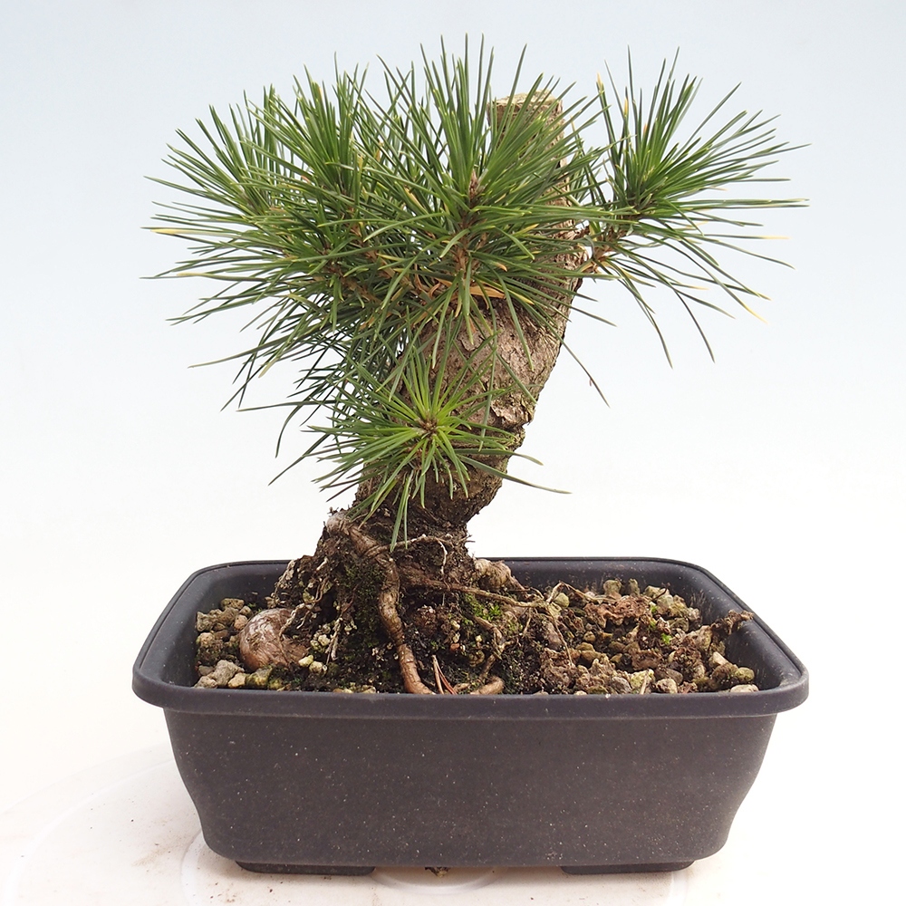 Vonkajšie bonsaje - Pinus thunbergii - borovica Thunbergova