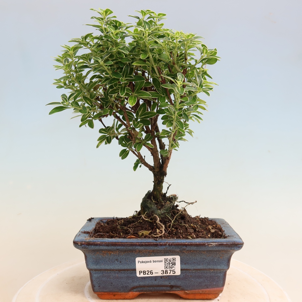 Izba bonsai – Serissa foetida Variegata – Strom tisíc hviezd