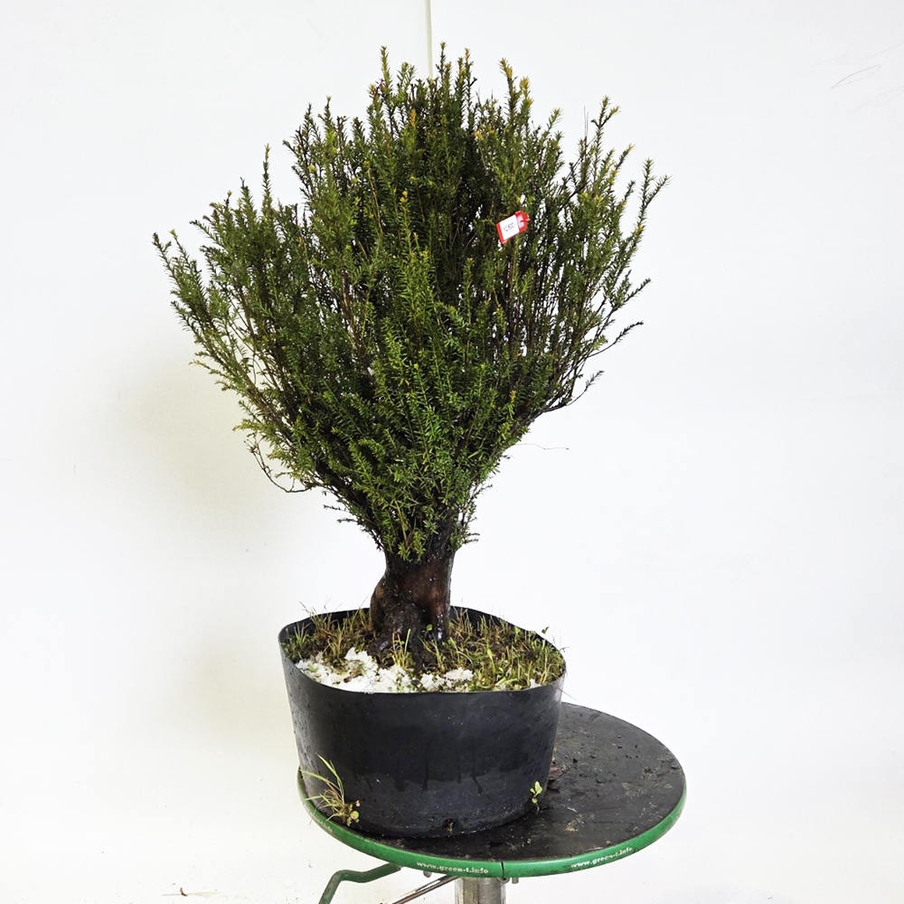 Vonkajší bonsaj japonský tis - Taxus cuspidata