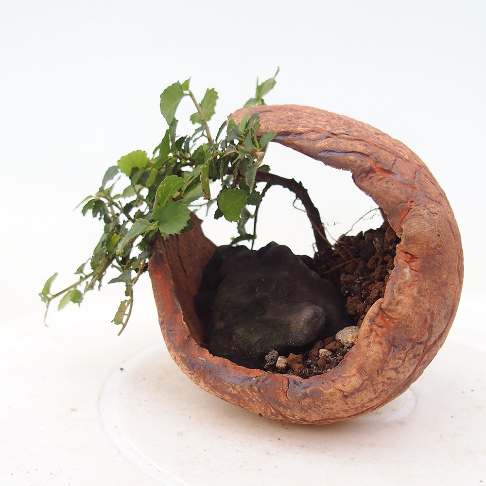 Izbový bonsaj - Grewia sp. - Grewia malafolia