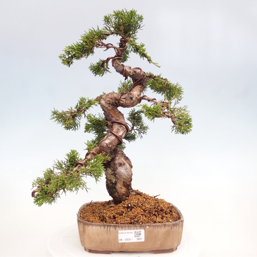 Vonkajší bonsai - Juniperus chinensis Itoigawa -Jalovec čínsky