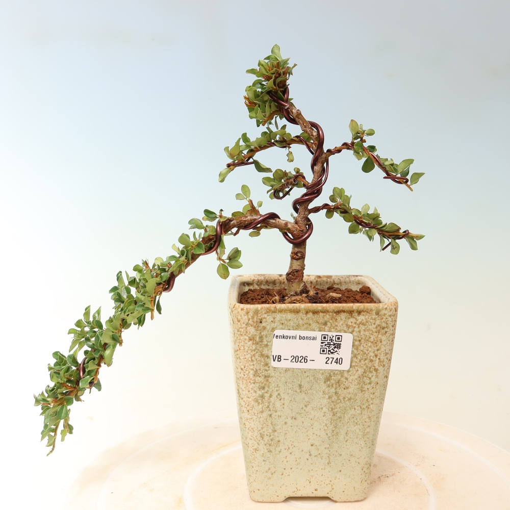 Vonkajšie bonsaje - Cotoneaster horizontalis - Skalnaté hory