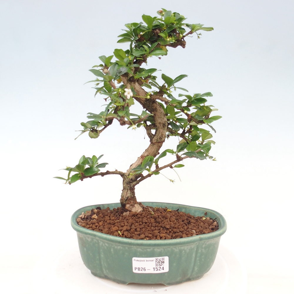 Izbové bonsaje - Carmona macrophylla - Tea fuki