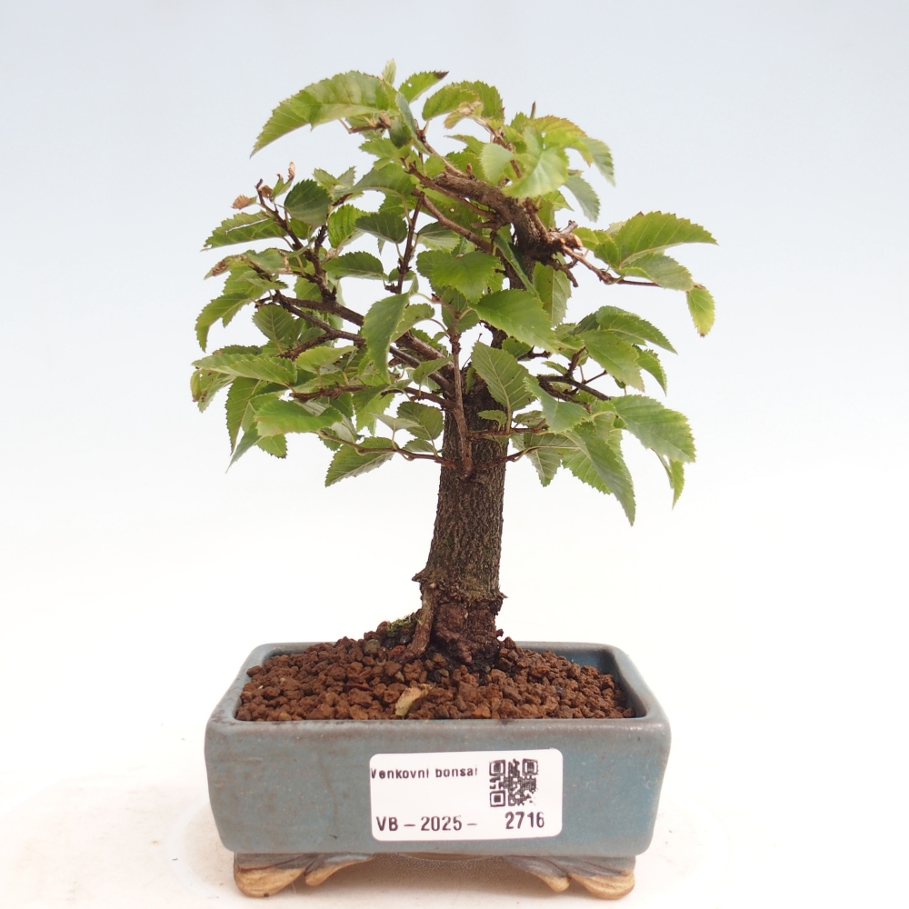 Vonkajší bonsai -Carpinus CARPINOIDES - Hrab kórejský
