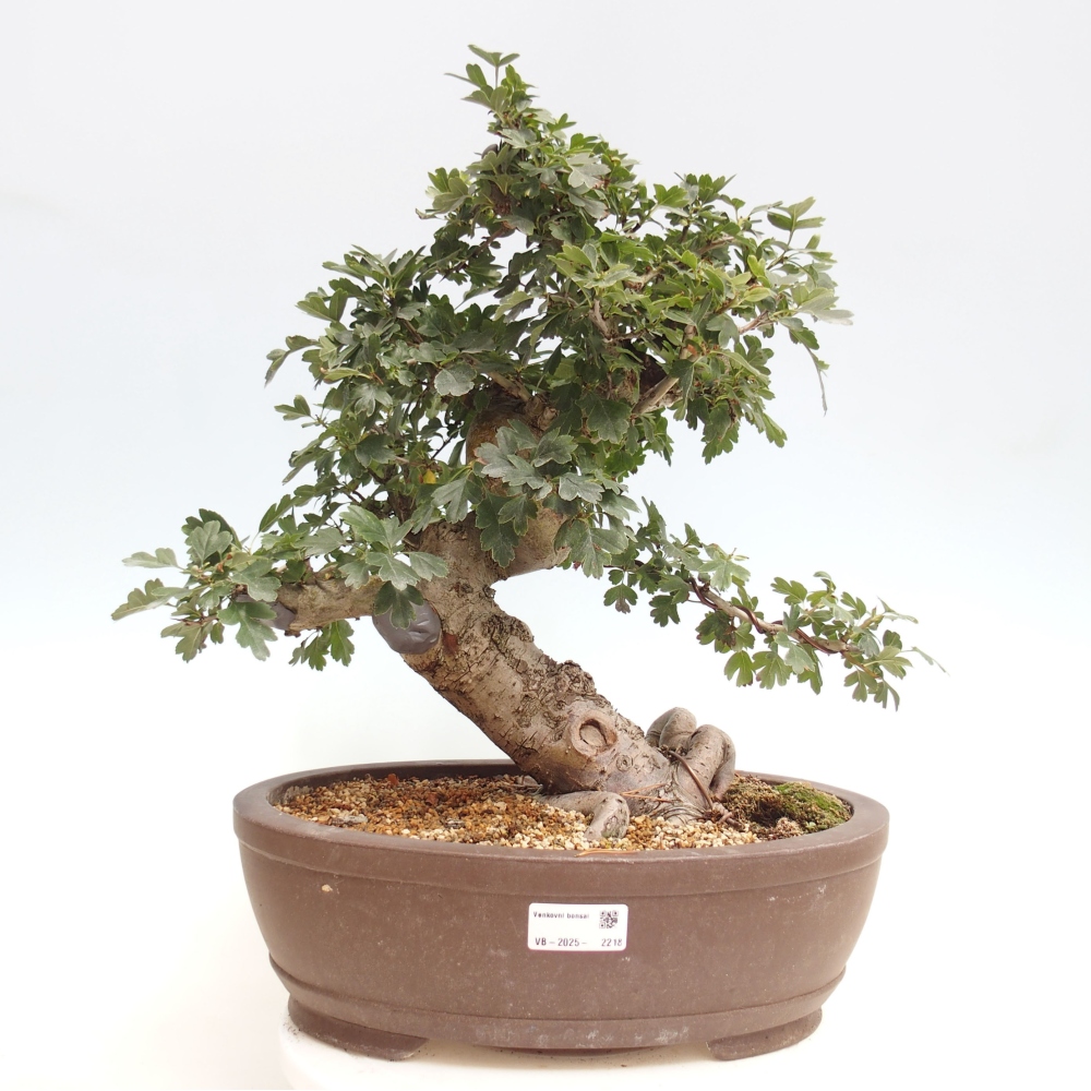 Vonkajší bonsai - Hloh ružový plnokvetý - Crataegus 