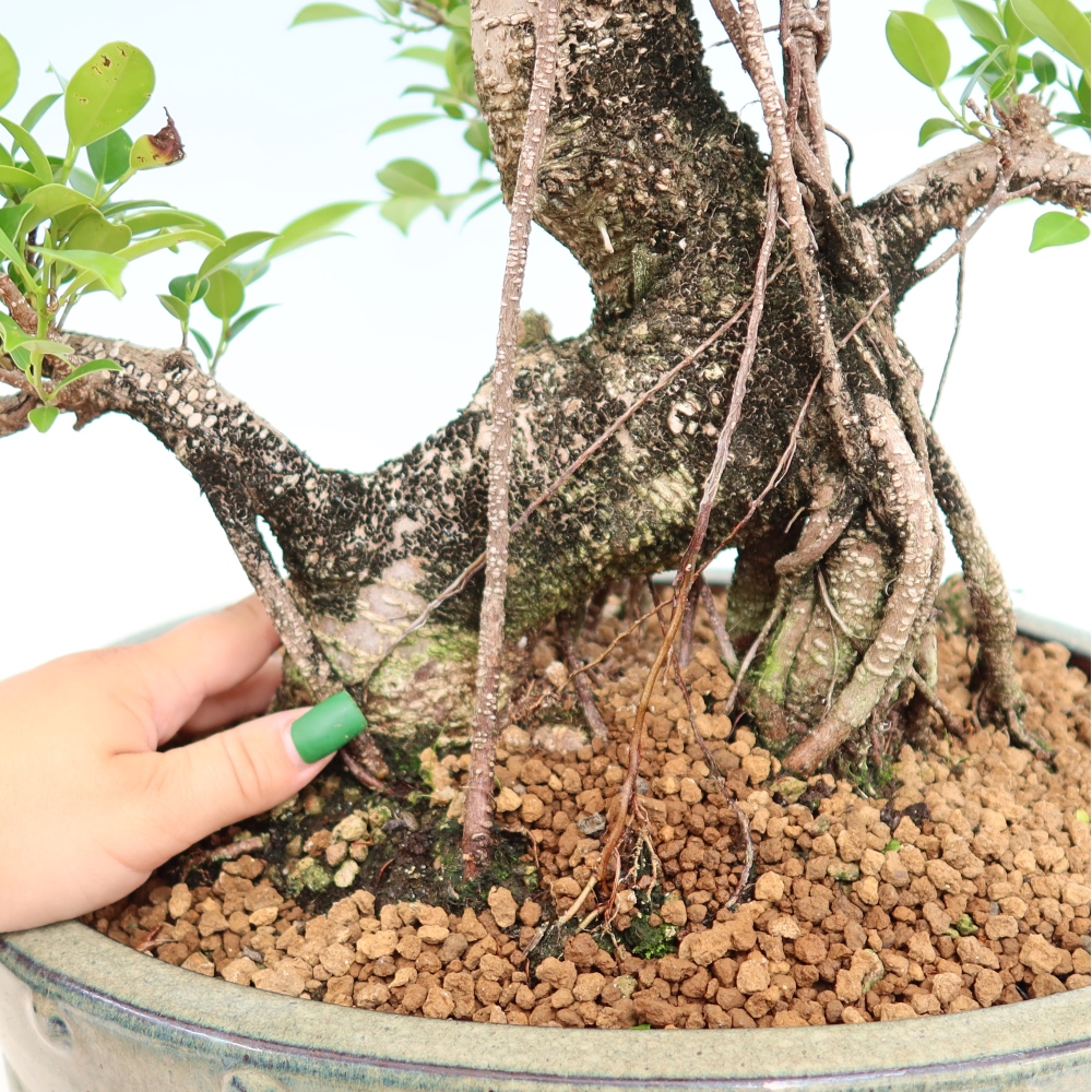 Izbové bonsaje - Ficus kimmen - drobnolistý fikus