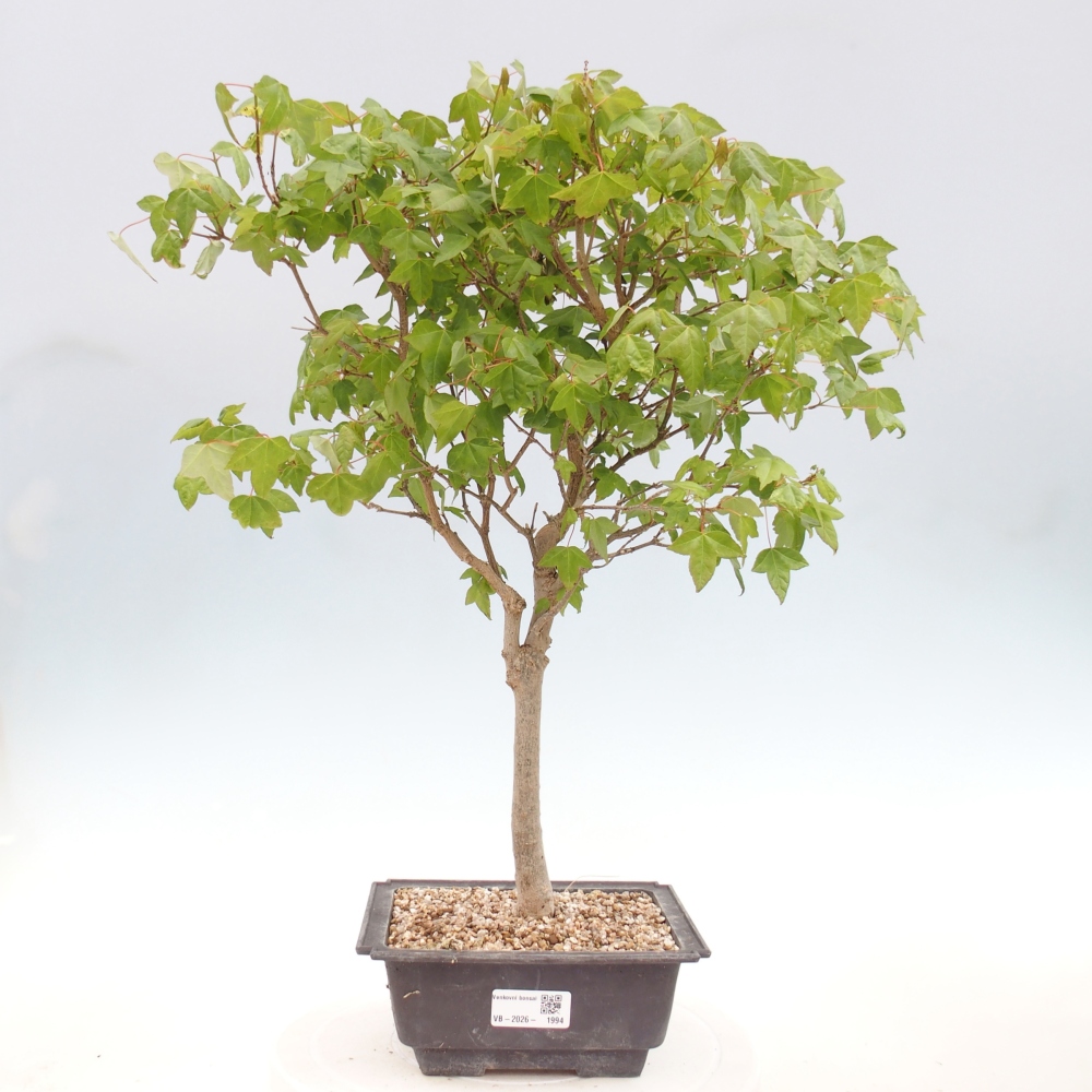 Vonkajšia bonsaj - Acer Buergerianum - Hamburgerový javor