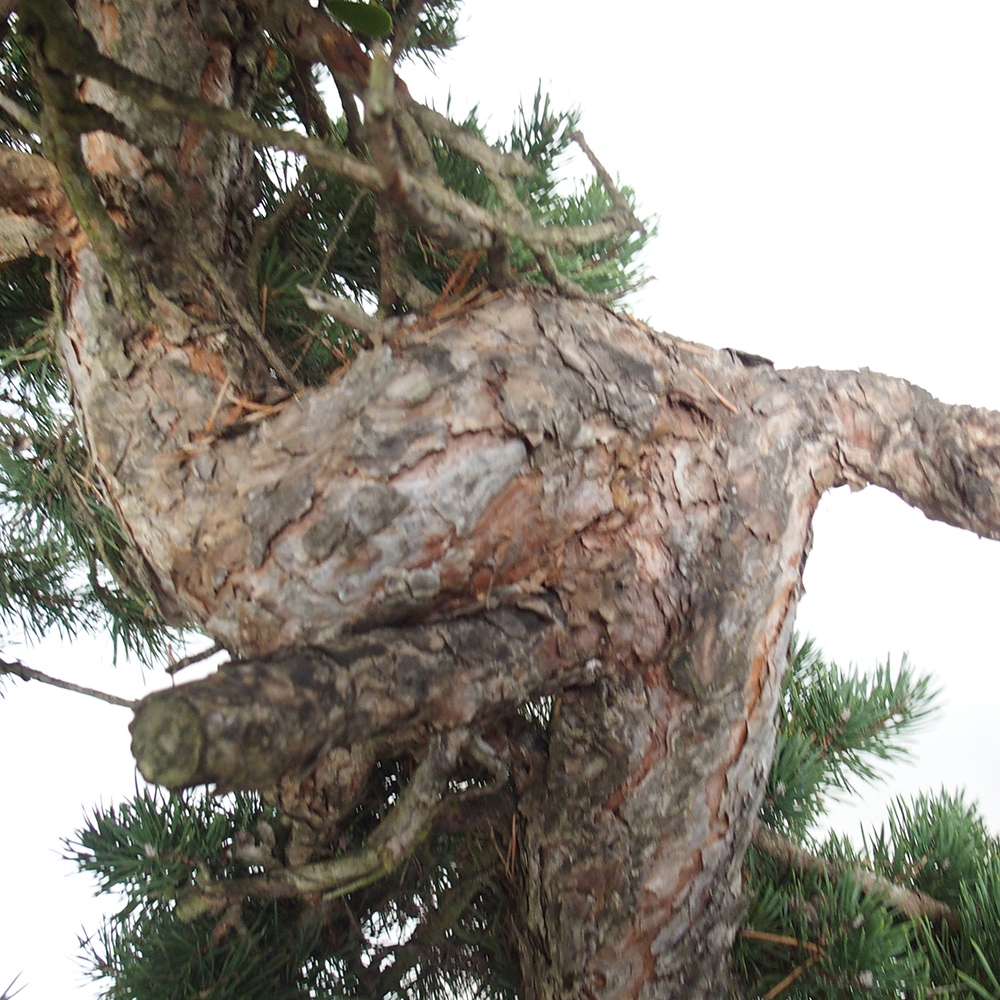 Yamadori - Pinus sylvestris Španielsko