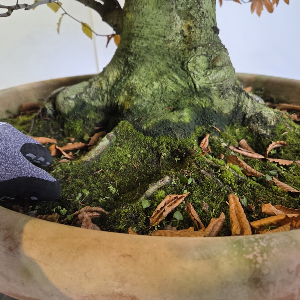 Vonkajšie bonsai -Fagus crenata