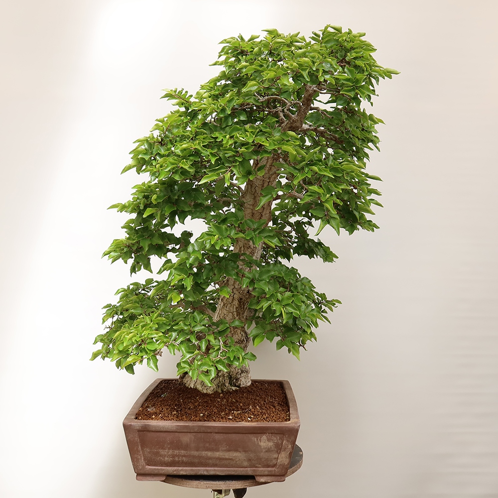 Vonkajší bonsai -Carpinus Coreana - Hrab kórejský