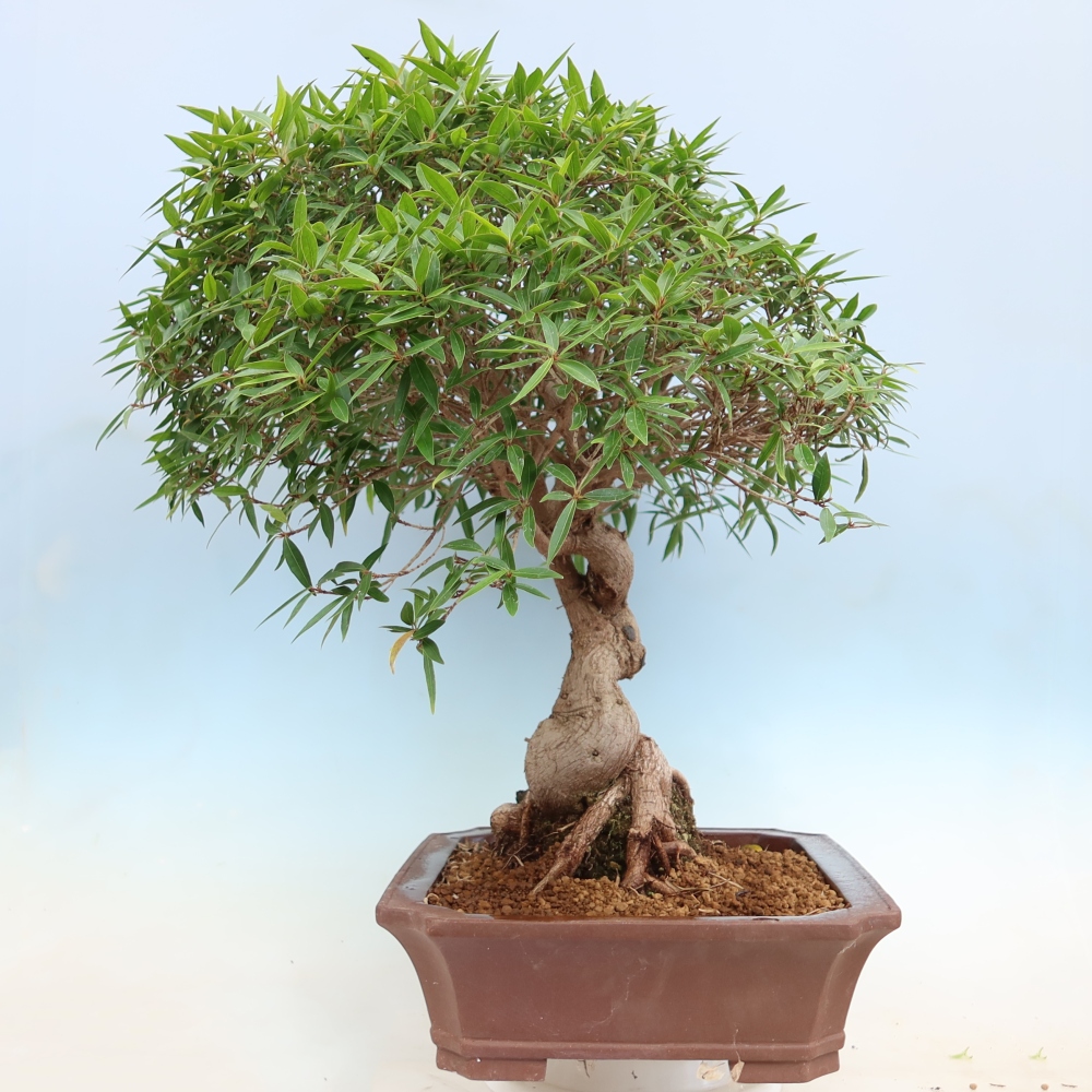 Izbové bonsaje - Ficus nerifolia - fíkus drobnolistý