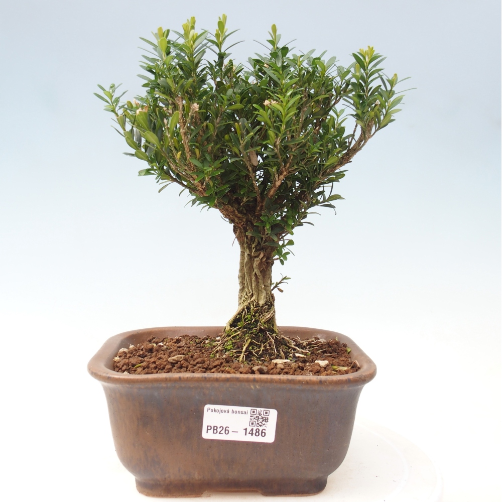 Izbové bonsaje - Buxus harlandii - korkový buxus