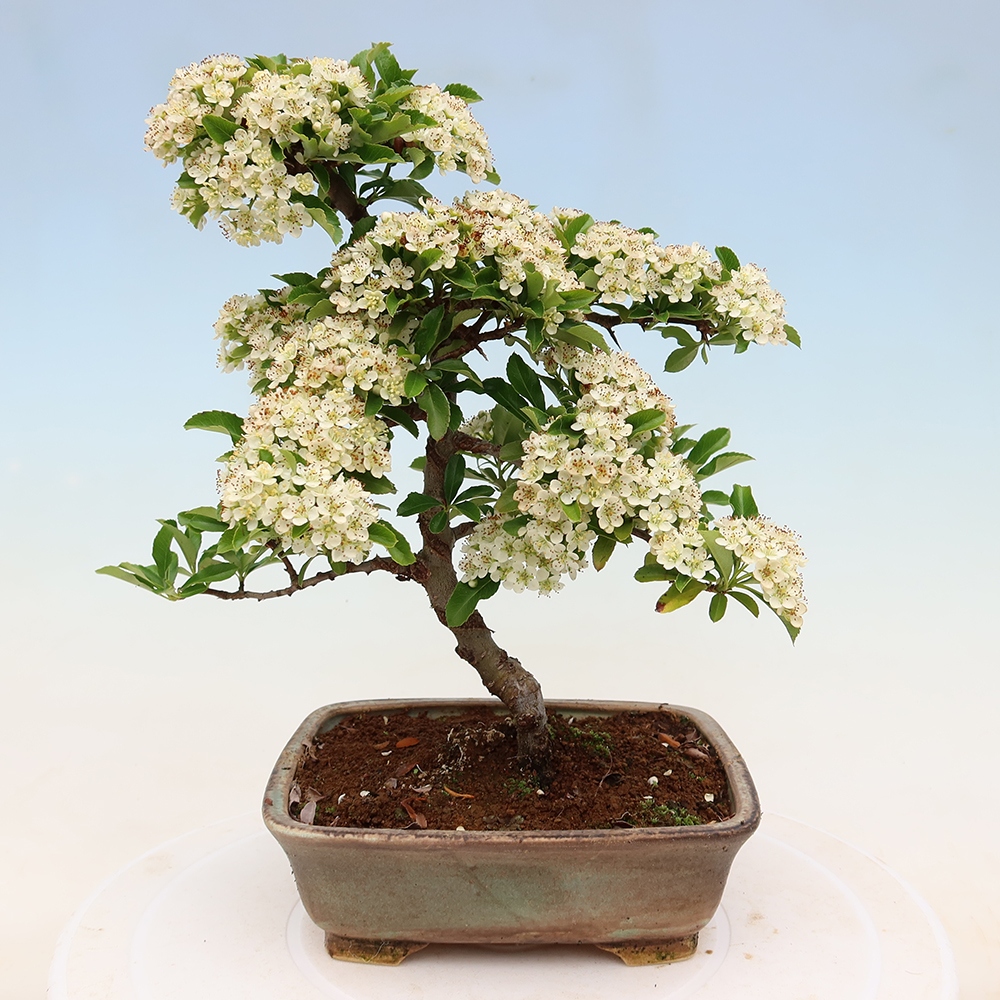 Vonkajší bonsai – Pyracantha teton – hlohovec šarlátový