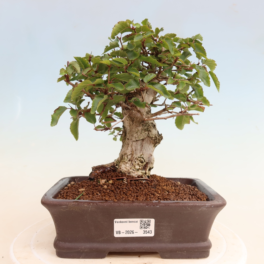 Vonkajšie bonsaje -Carpinus CARPINOIDES - Hrab kórejský