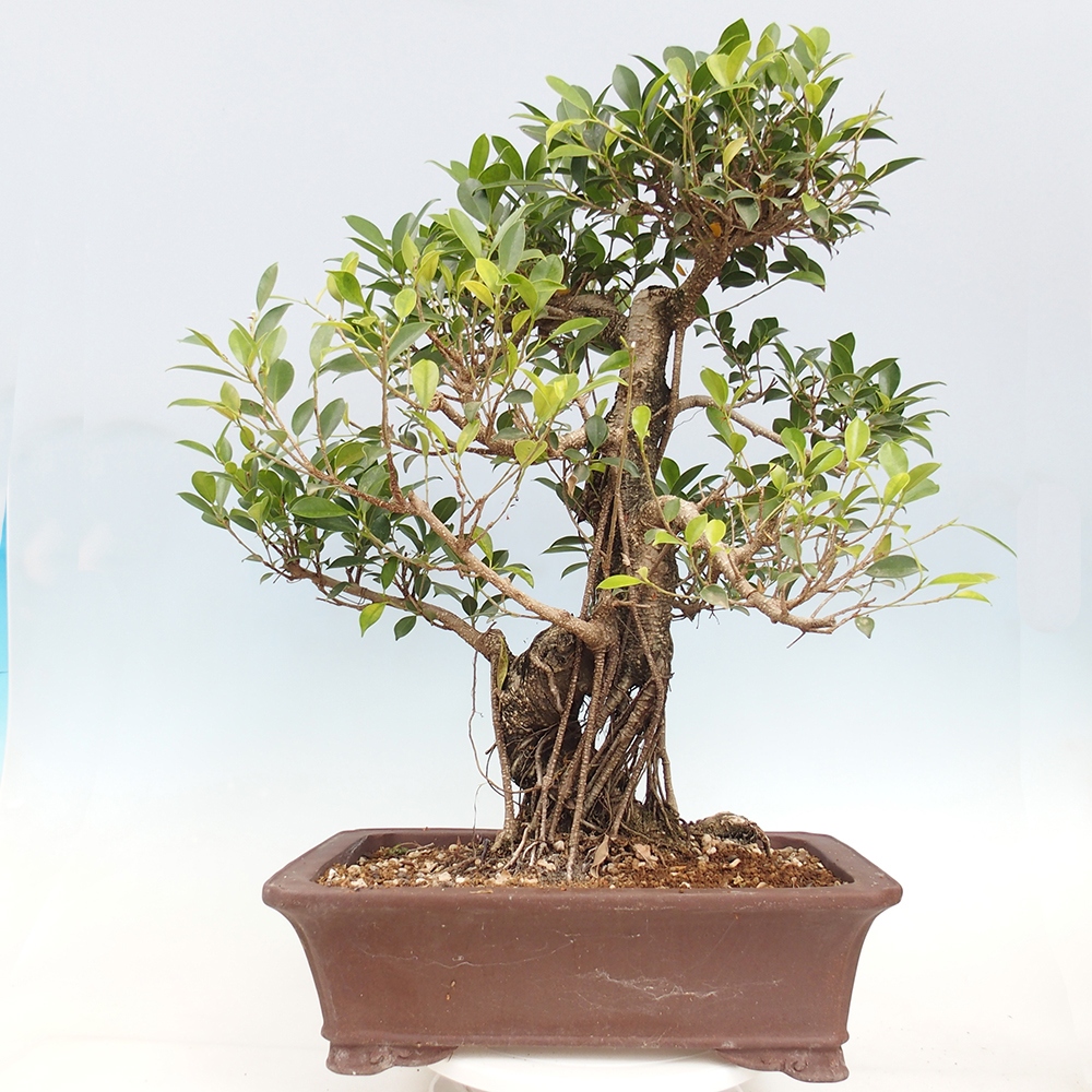 Izbový bonsaj - Ficus kimmen - drobnolistý fikus - len osobný odber alebo preprava na paletách