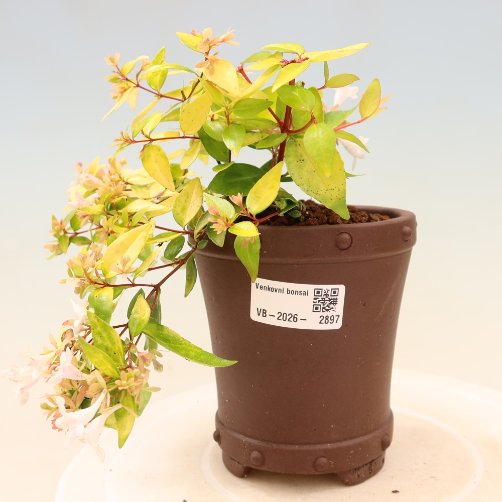 Vonkajší bonsai – Abelia gr. Kleidoscope – Abélie veľkokvetá