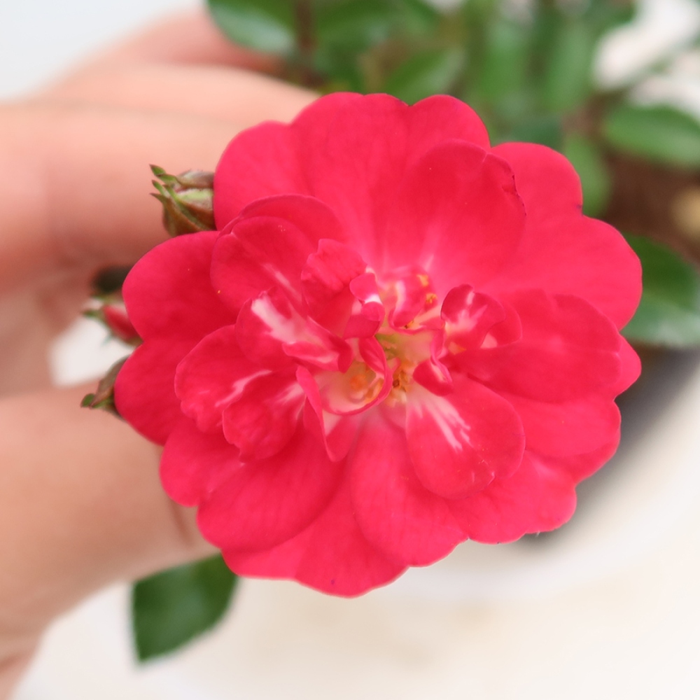 Vonkajšie bonsaje – Rosa Kordes – ruže