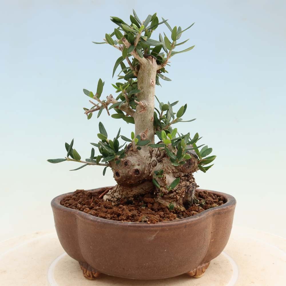 Izbový bonsaj - Olea europaea sylvestris