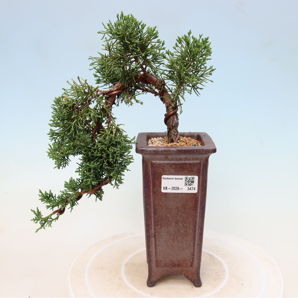 Vonkajší bonsaj - Juniperus chinensis Kishu