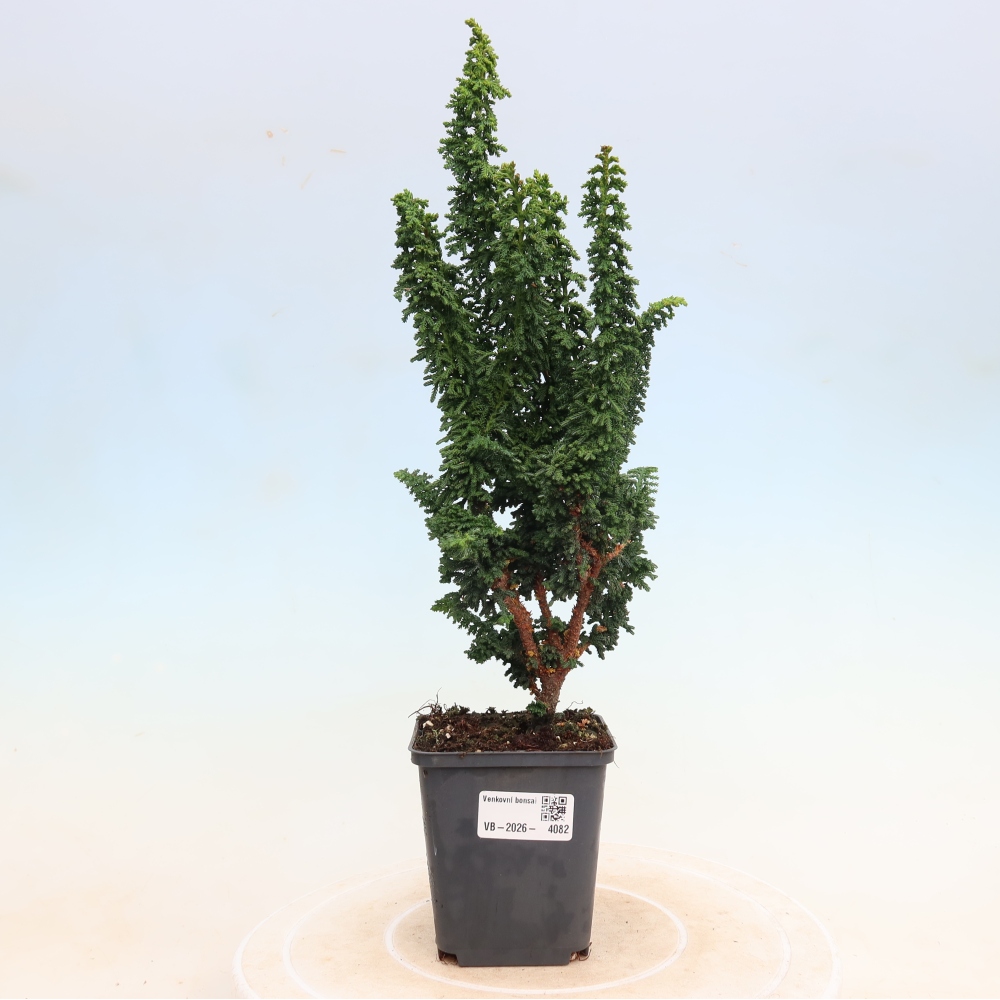 Vonkajší bonsaj - Cham. obtusa SEKKA HINOKI - Cypruštek
