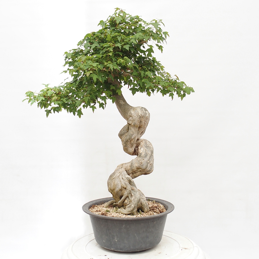 Vonkajšie bonsai - Javor Buergerianum - Javor Burgerův