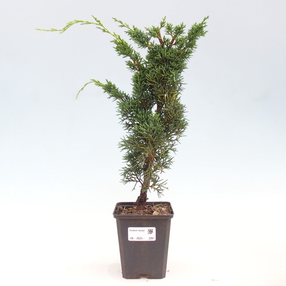 Vonkajšie bonsai - Juniperus chinensis Kishu -Jalovec čínsky