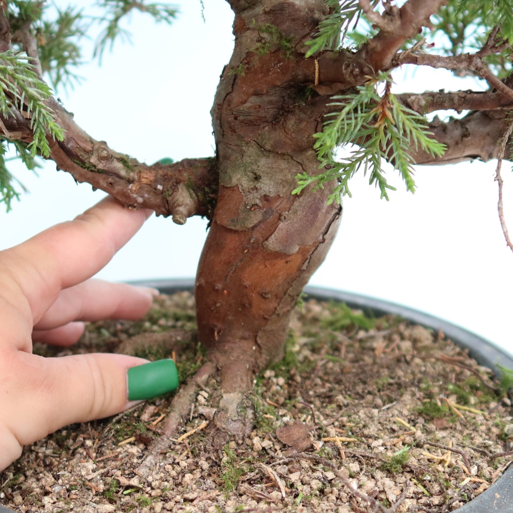 Vonkajší bonsai – Juniperus chinensis Itoigawa – čínsky jalovec