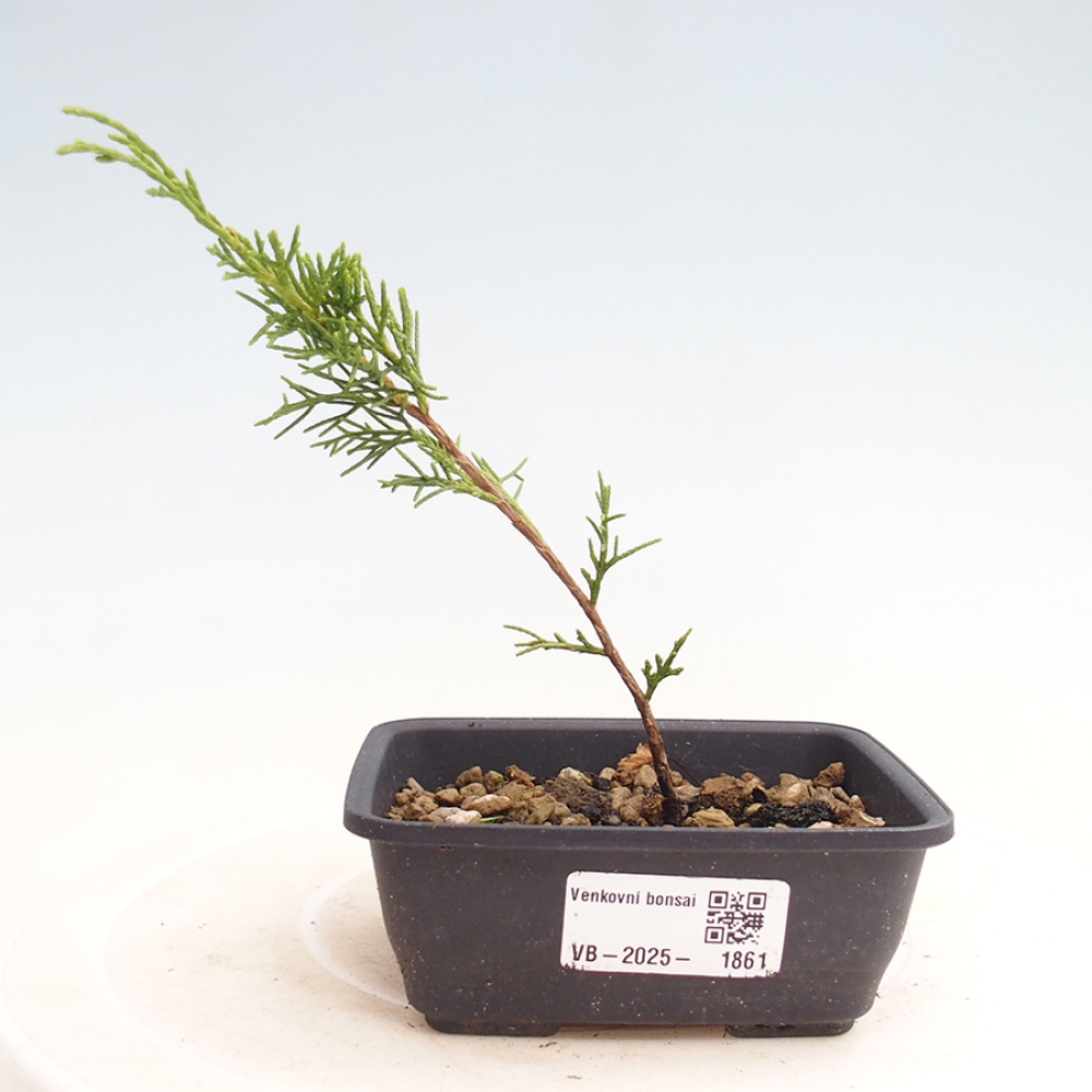 Vonkajší bonsai - Juniperus chinensis Itoigawa -Jalovec čínsky