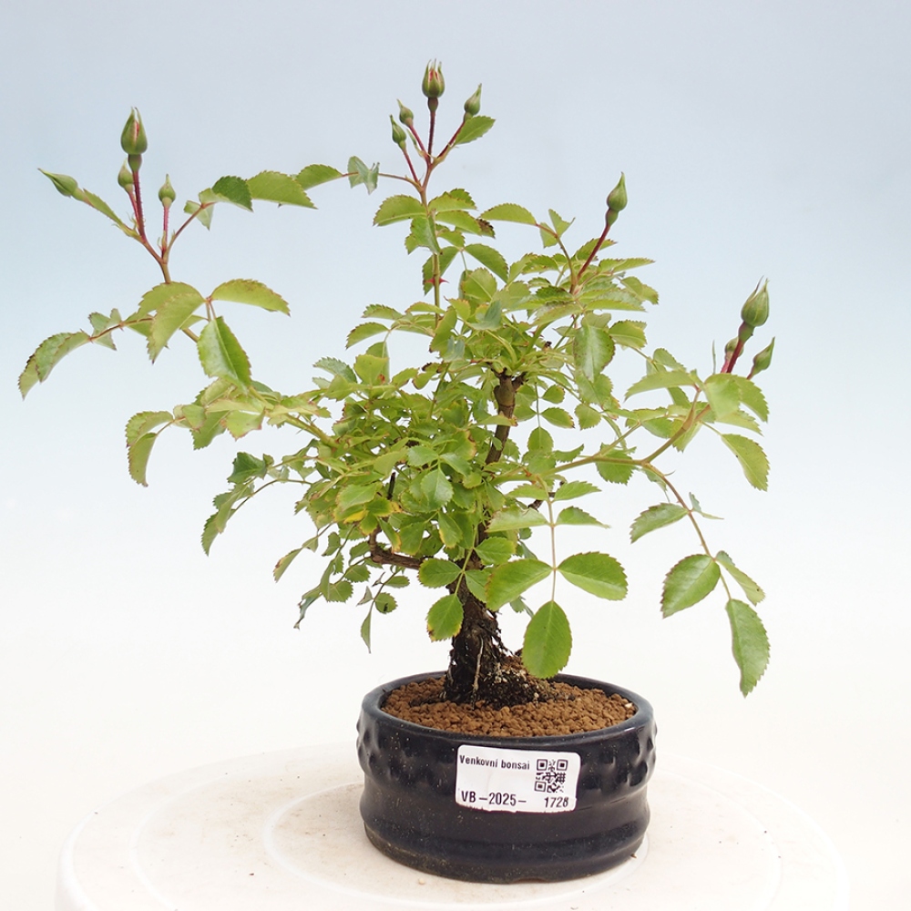 Vonkajší bonsai - Rosa Kordes - ruža