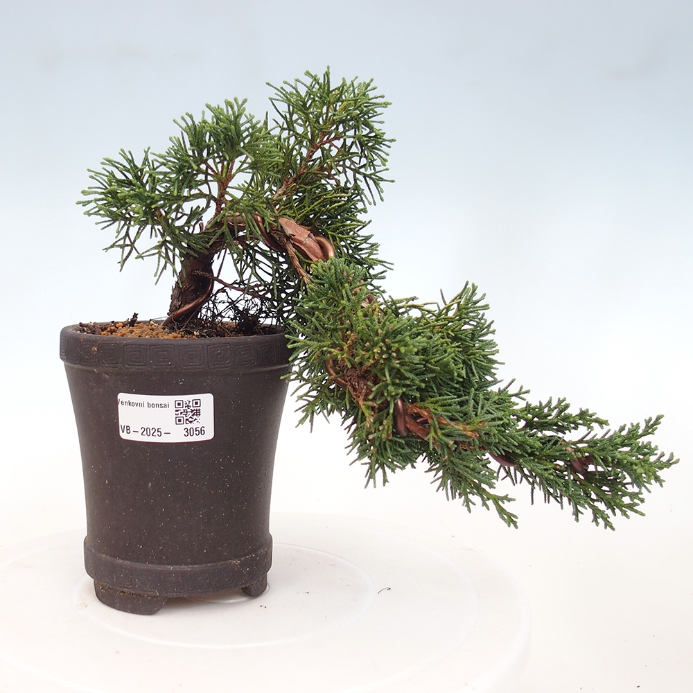 Vonkajší bonsai - Juniperus chinensis Kishu -Jalovec čínsky