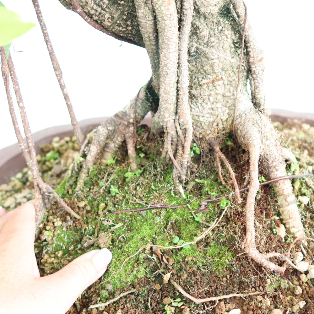 Izbové bonsaje - Ficus kimmen - drobnolistý fikus
