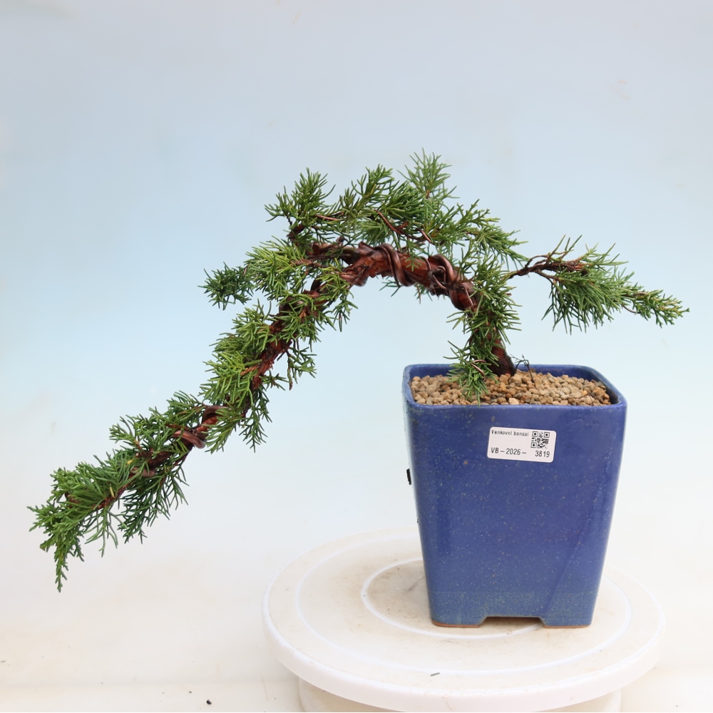 Vonkajší bonsaj - Juniperus chinensis Kishu
