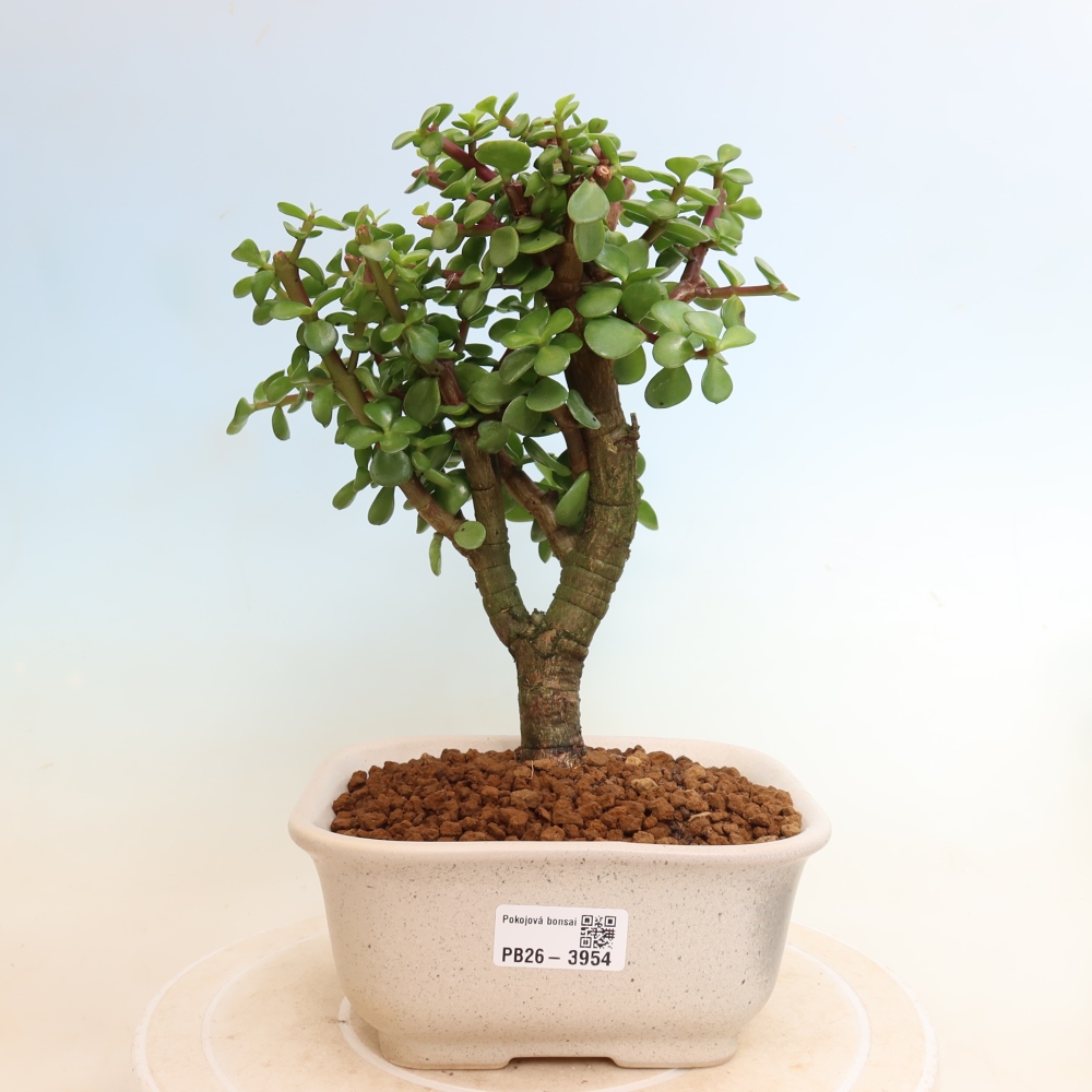 Izbové bonsaje - Portulakaria Afra - Tlustice