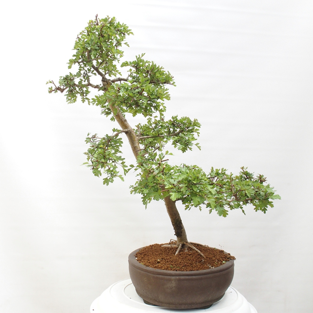 Vonkajší bonsai - Hloh - Crataegus monogyna