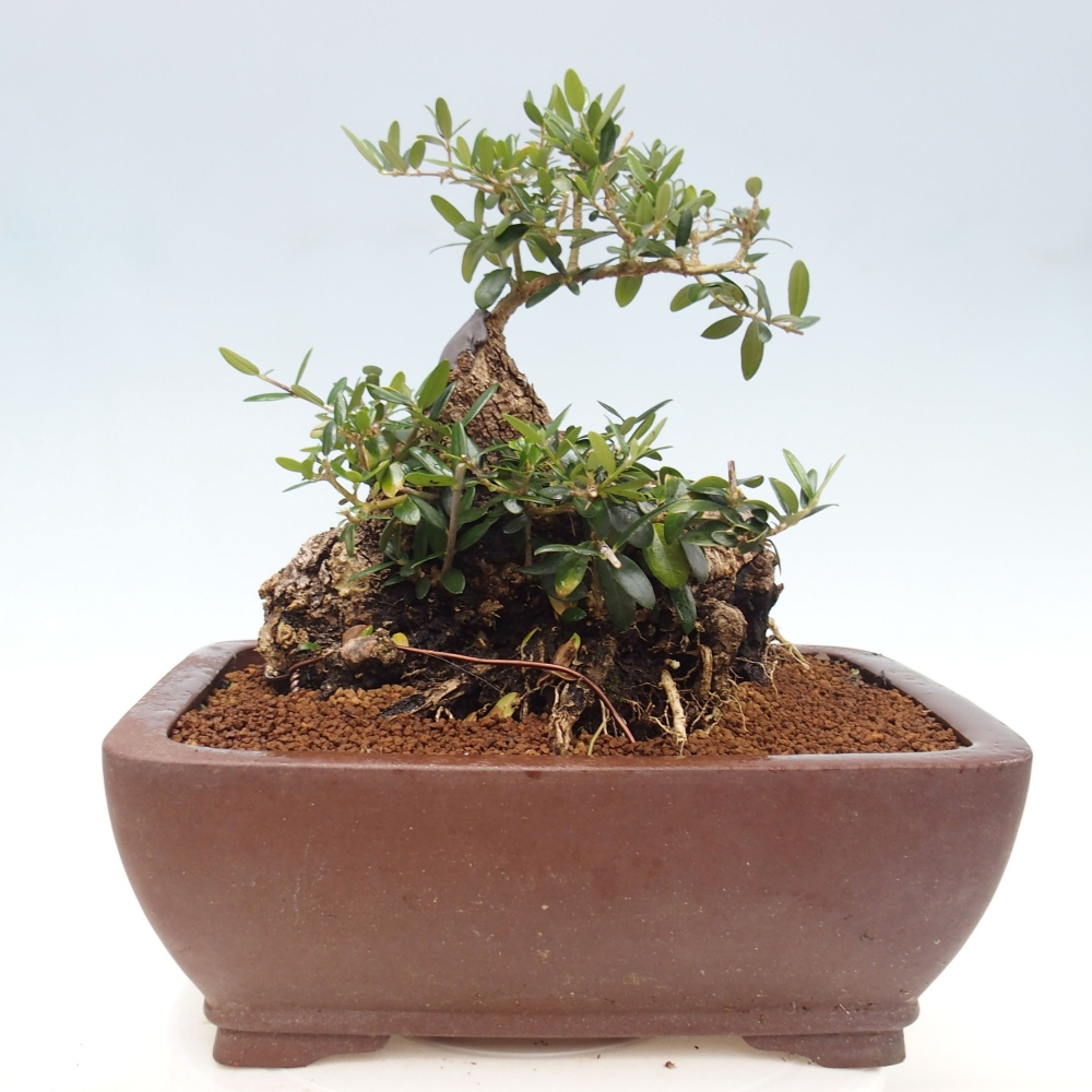 Izbová bonsai - Olea europaea sylvestris -Oliva evropská drobnolistá