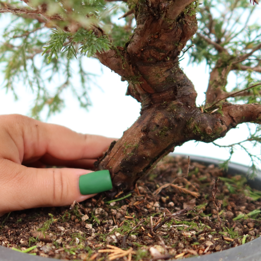 Vonkajší bonsai – Juniperus chinensis Itoigawa – čínsky jalovec