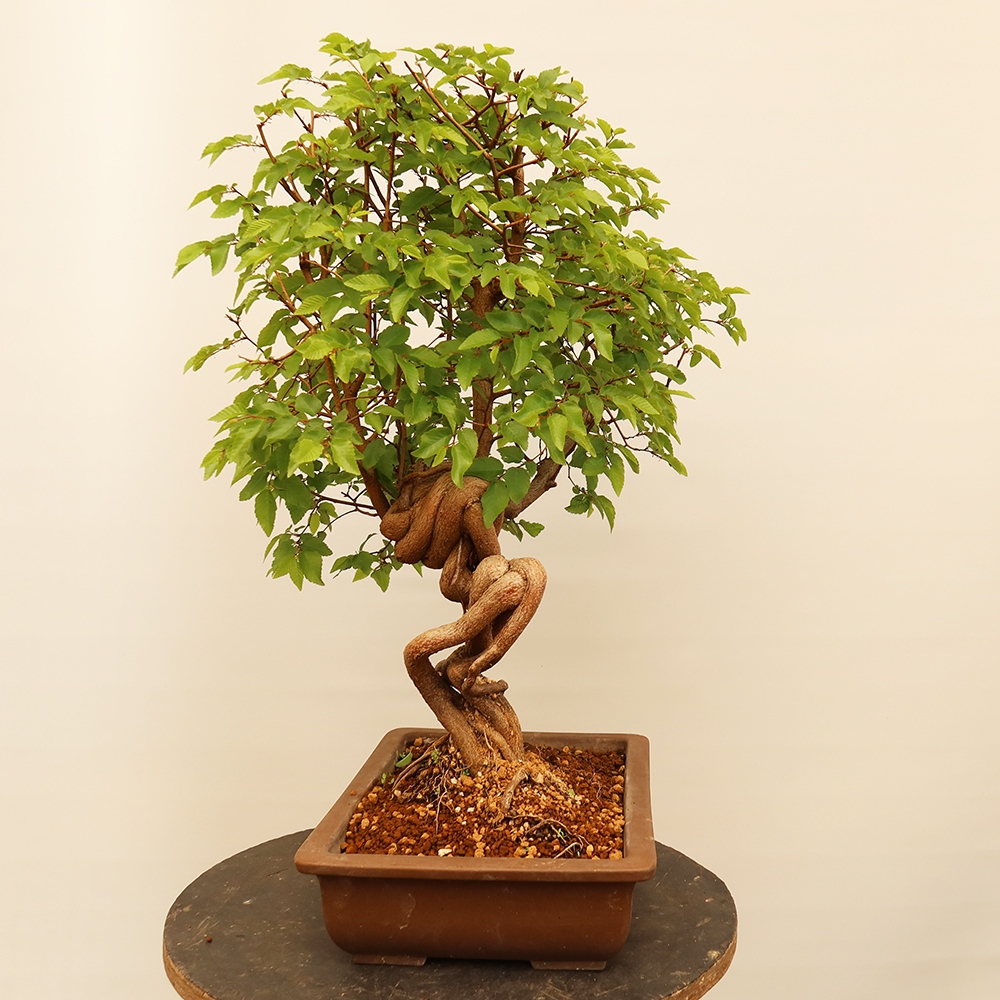 Vonkajší bonsai -Carpinus Coreana - Hrab kórejský