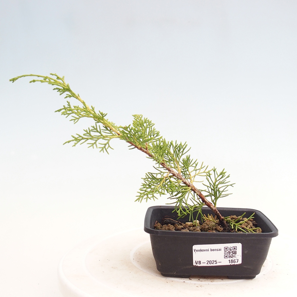 Vonkajší bonsai - Juniperus chinensis Itoigawa -Jalovec čínsky