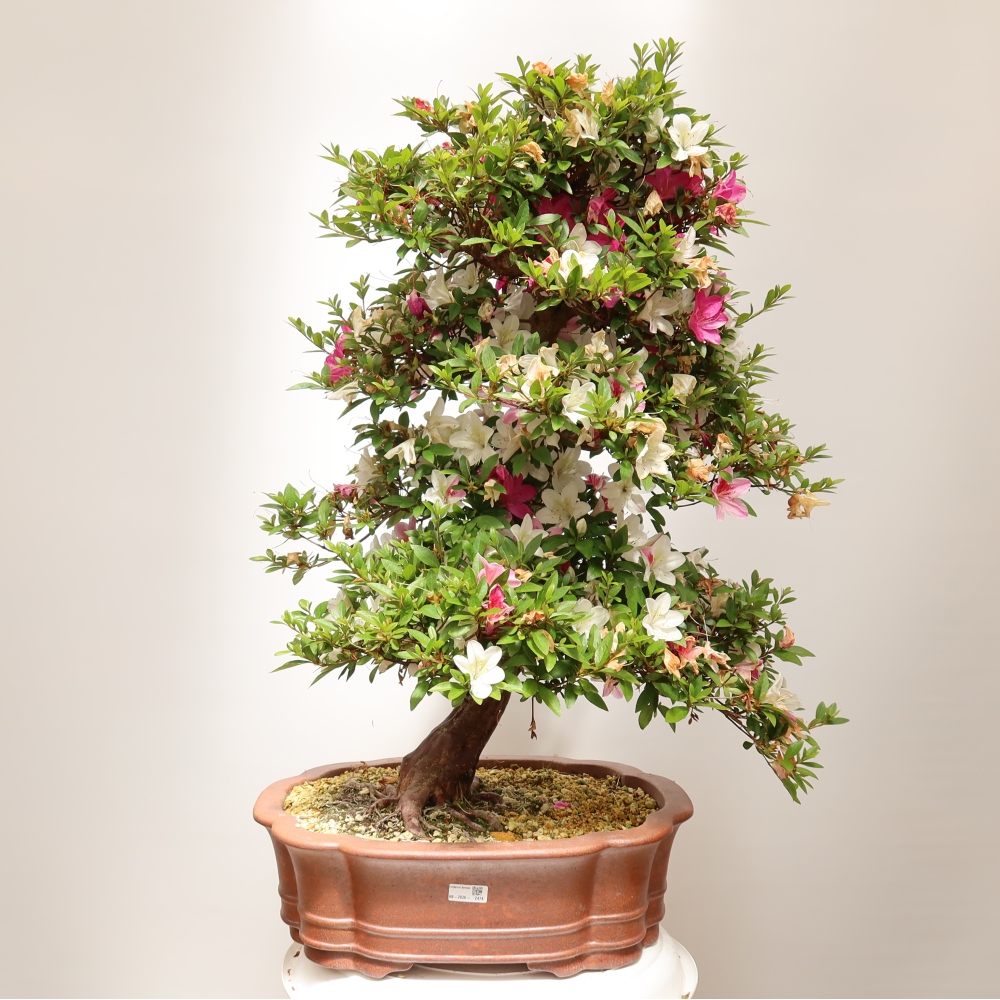 Vonkajšie bonsaje - Japonské azalky - Azalea Shunen
